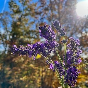 Meet your Posher, Avery